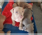 Small Photo #5 American Bully Puppy For Sale in BANGOR, ME, USA