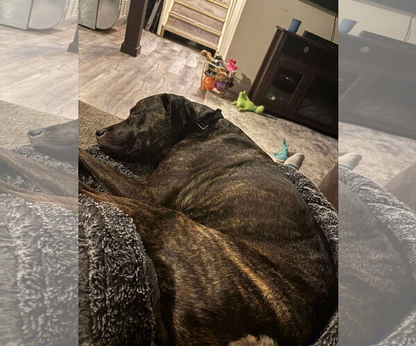 Medium Photo #3 Mutt Puppy For Sale in Duluth, MN, USA