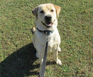 Labrador Retriever Puppy for sale in BRIDGETON, NJ, USA