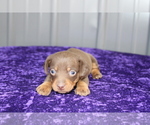 Small Photo #12 Dachshund Puppy For Sale in BLOOMINGTON, IN, USA