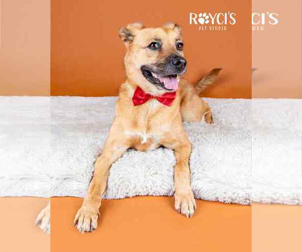 Medium Photo #21 Mutt Puppy For Sale in Sandy, UT, USA
