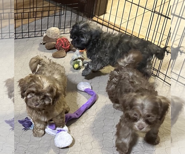 Medium Photo #5 ShihPoo Puppy For Sale in GLOUCESTER, VA, USA