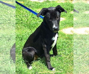Labrador Retriever-Unknown Mix Dogs for adoption in Wetumpka, AL, USA