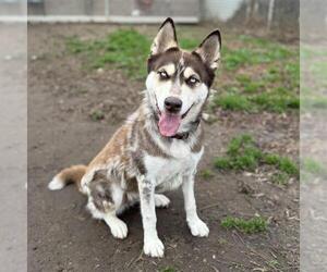 Siberian Husky Dogs for adoption in Modesto, CA, USA