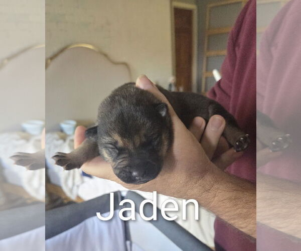 Medium Photo #2 Shepradors Puppy For Sale in Princeton, MN, USA