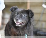 Small #1 pomeranian spitz Mix