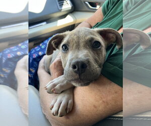 Australian Shepherd-Staffordshire Bull Terrier Mix Dogs for adoption in Davis, CA, USA