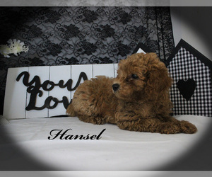 Poodle (Toy) Puppy for sale in CHANUTE, KS, USA