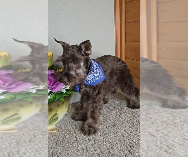 Medium Photo #2 Schnauzer (Miniature) Puppy For Sale in JASONVILLE, IN, USA