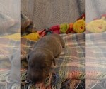 Small Photo #113 Great Dane Puppy For Sale in SPRAGGS, PA, USA