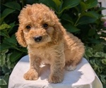 Small #3 Cavapoo