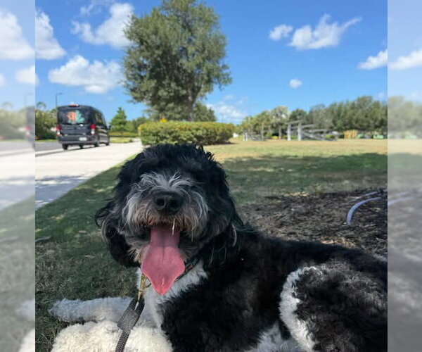 Medium Photo #3 Bernedoodle Puppy For Sale in Valrico, FL, USA