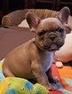 Small Photo #1 French Bulldog Puppy For Sale in AURORA, TX, USA