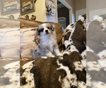 Small Photo #5 Aussie-Corgi Puppy For Sale in LUBBOCK, TX, USA