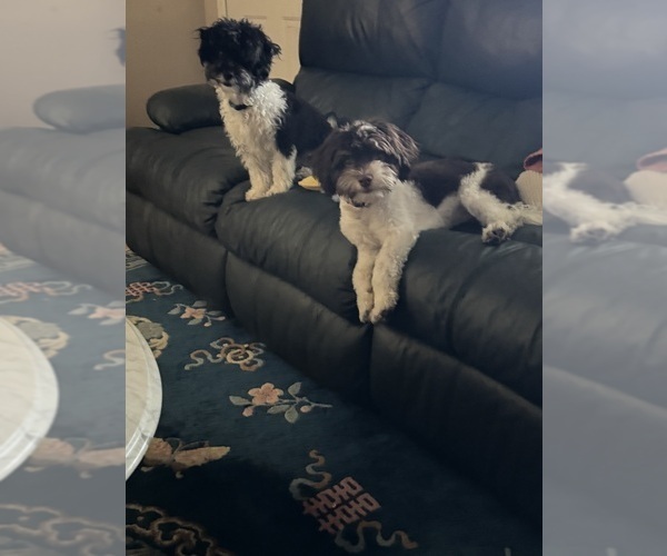 Medium Photo #1 Havanese Puppy For Sale in SATSUMA, FL, USA