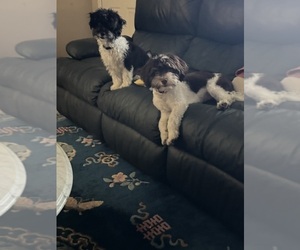 Father of the Havanese puppies born on 01/03/2026