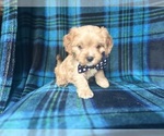 Small #3 Cavapoo