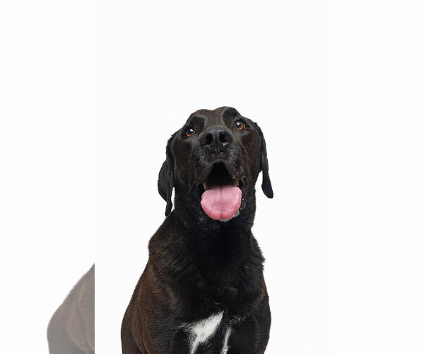 Medium Photo #6 Chocolate Labrador retriever-Labrador Retriever Mix Puppy For Sale in Houston, TX, USA