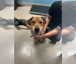 Labrador Retriever-Unknown Mix Dogs for adoption in Newton, NC, USA
