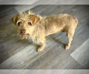 Lucy - Female Mutt Dog for Adoption - Photo #6
