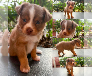 Miniature Australian Shepherd Puppy for sale in BROOKER, FL, USA