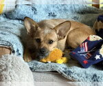 Small #4 Rat Terrier Mix