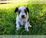 Small Photo #3 Schnauzer (Miniature) Puppy For Sale in FORT COLLINS, CO, USA