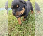 Small Photo #8 Rottweiler Puppy For Sale in EAST CANTON, OH, USA