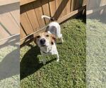 Small #3 Mutt