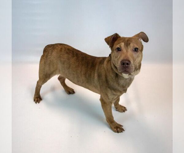 Medium Photo #4 Mutt Puppy For Sale in Kennesaw, GA, USA