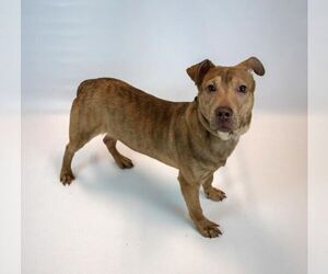 Billy - Male Mutt Dog for Adoption - Photo #4