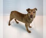 Small Photo #4 Mutt Puppy For Sale in Kennesaw, GA, USA