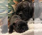 Small Photo #2 French Bulldog Puppy For Sale in FORT MYERS, FL, USA