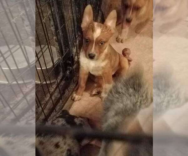 Medium Photo #7 Texas Heeler Puppy For Sale in PAOLA, KS, USA