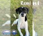 Small #10 Rat Terrier Mix