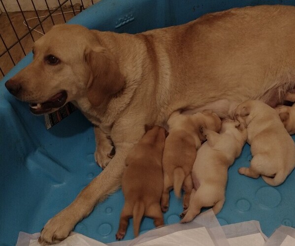 Medium Photo #1 Labrador Retriever Puppy For Sale in CALIENTE, CA, USA