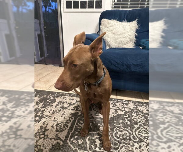 Medium Photo #4 Doberman Pinscher-Pharaoh Hound Mix Puppy For Sale in Miami, FL, USA