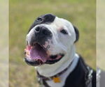 Small #2 American Pit Bull Terrier Mix