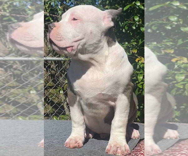 Medium Photo #12 American Bully Puppy For Sale in JACKSONVILLE, FL, USA