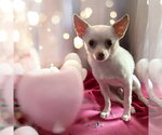Small #2 Chihuahua Mix