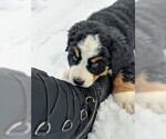 Small Photo #15 Bernese Mountain Dog Puppy For Sale in BONNERS FERRY, ID, USA
