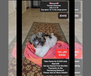 Havanese Puppy for sale in TUCSON, AZ, USA