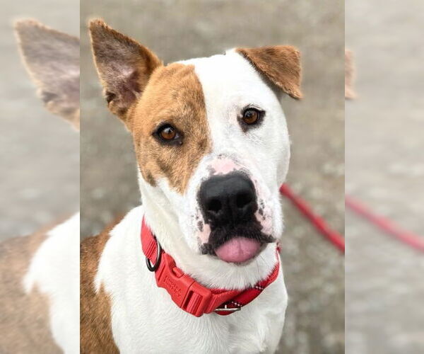 Medium Photo #1 Mutt Puppy For Sale in Woodland, CA, USA