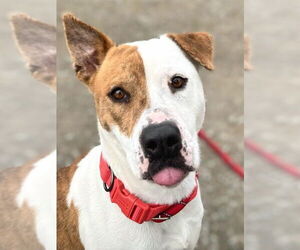 Mutt Dogs for adoption in Woodland, CA, USA