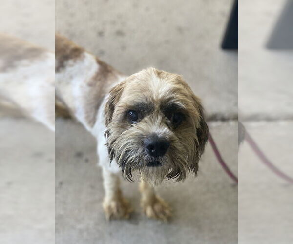 Medium Photo #2 Shih Tzu-Unknown Mix Puppy For Sale in Greenbelt, MD, USA