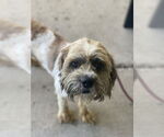 Small #1 Shih Tzu Mix