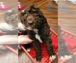Small Photo #5 Goldendoodle Puppy For Sale in SYRACUSE, NY, USA