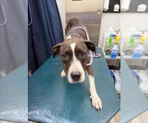 Plott Hound-Unknown Mix Dogs for adoption in Mobile, AL, USA
