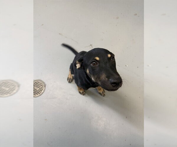 Medium Photo #1 Labrador Retriever-Unknown Mix Puppy For Sale in Corpus Christi, TX, USA