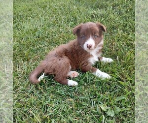 Border Collie Puppy for sale in WEST LIBERTY, KY, USA